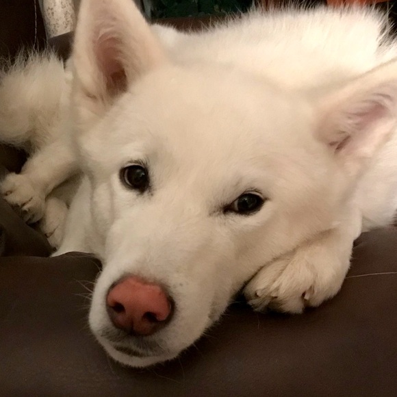 ❤️🐾 Amy & The Husketeers!  🐾❤️ - Picture 6 of 14